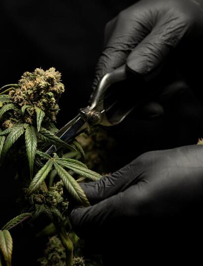 person trimming plants. 