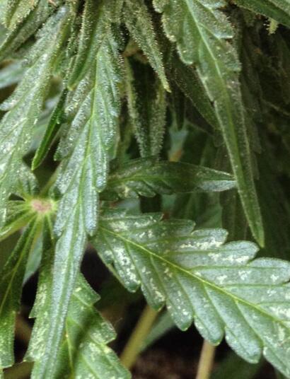 Identifica y controla trips en el cultivo de marihuana.