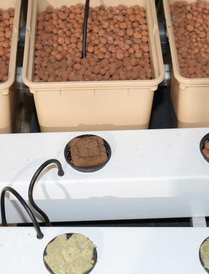 Quel est le meilleur choix avant la récolte: arrêter la fertilisation en avance ou rincer le substrat ?