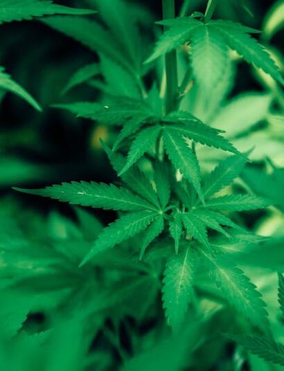 Todos los tropismo o movimientos del cannabis. 