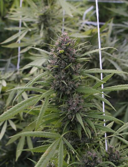 Trucos para la planta de marihuana en floración.