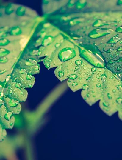 Qué hacer y qué no para riego foliar cannábico.