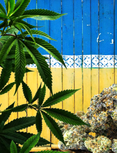 ucraina weed