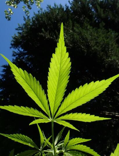 Monsanto, Soros y la marihuana transgénica en Uruguay.