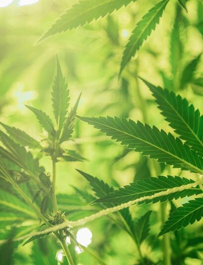 U.S. Hemp industry declined during 2022