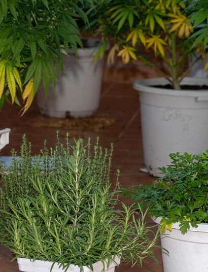 Usando-terpenos-I-(Con-Cali-Terpenes)
