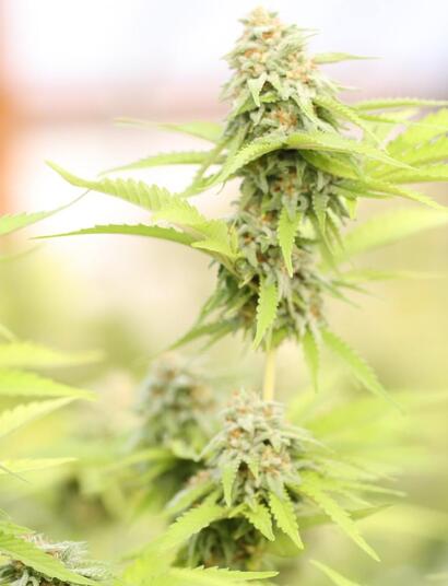Dive deeper into the benefits of molasses for organic gardening. Learn how carbohydrates fuel soil microbes and improve terpene profiles during flowering.
