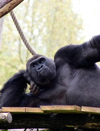 Gorilla: