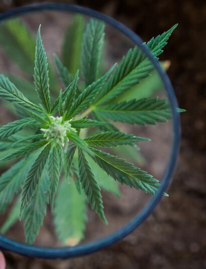 Variedades para cultivo en temporada 2024.