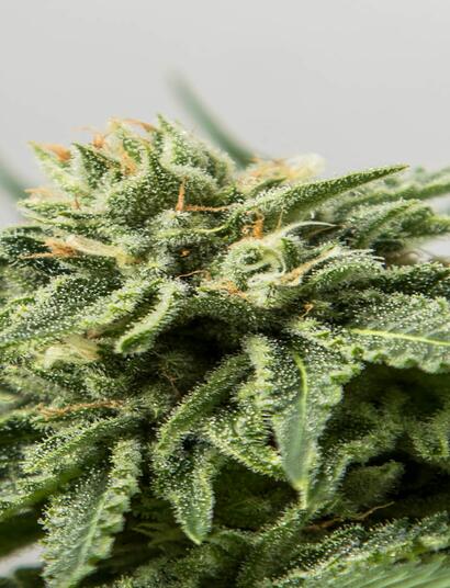Variedades de marihuana edición limitada
