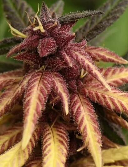 Cannabis mutante o albino: belleza rara de cosecha frágil. Dagga-X de @breederscolombia. Dos tonos de variegado: rojo y amarillo.