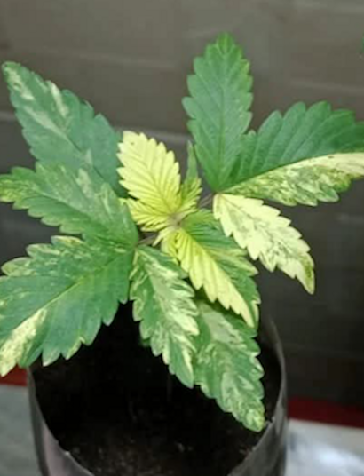 Marihuana albina: variegado, causas y consecuencias. Decoloración típica del variegado en el cannabis. Foto: Jhohan Rincón.
