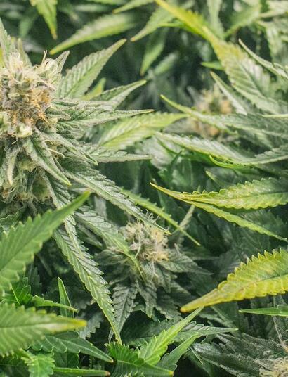 Configura la ventilación para marihuana indoor.