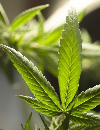 Vermont earns more than $15 million from cannabis tax in 2024