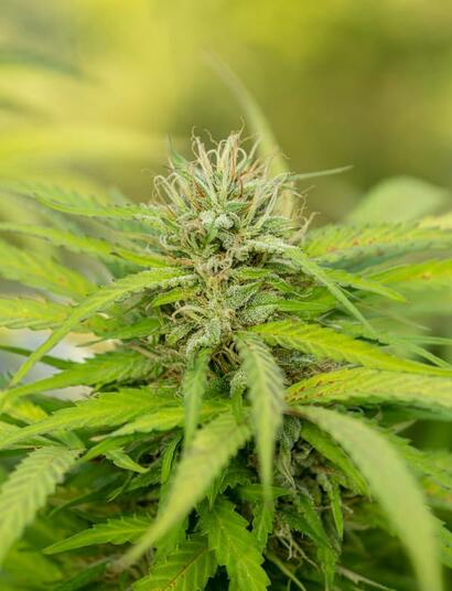 Virginia lawmakers advance bills to launch recreational marijuana sales. With Governor Abigail Spanberger’s support, adult-use retail could begin by early 2027.