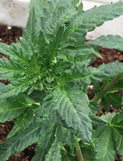 Marihuana y virus latente del lúpulo