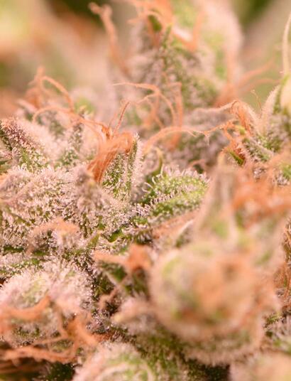 Was ist besser - Nass- oder Trockenschneiden