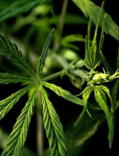 Essenz Hemp Siero. Olio di cannabis con CBD