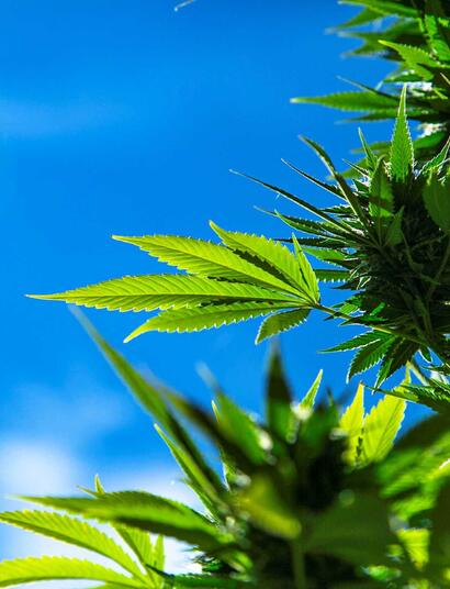 weed