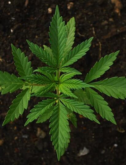 photo showing a small cannabis plant in the soil, and its supersymmetry from above. 