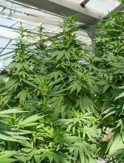 Discover how market maturity, unit economics, and refined product portfolios are reshaping strategy in the post-super trend commercial cannabis market.