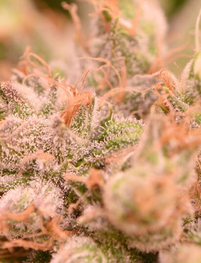 What is better: wet or dry trimming?
