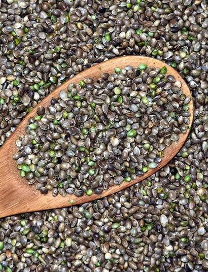 New federal rules on cannabis/hemp seeds may disrupt the US market. Learn how growers, medical users, and hobbyists are affected and what the future may hold. 