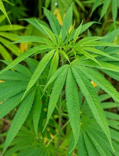 green cannabis fan leaves.
