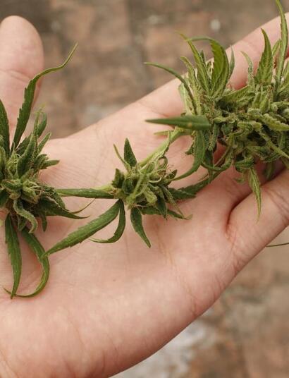 Hand holding a small cannabis flower cluster with narrow leaves and developing buds against an outdoor brick background.
