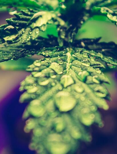 If You're Not Sure What to Do with Male Cannabis Plants, Here Are Some Ideas.