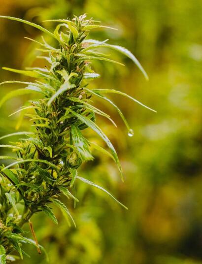  cannabis ready to harvest