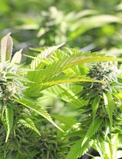 an image of two green cannabis flowers grown outdoors, which are more prone to accumulate dust and debris, in which case buds need to be washed before drying and curing. 