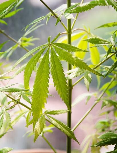 which cannabis plant is best used for clothing and skincare products?