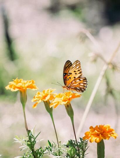 Find out what are the best and worst companion plants that you can introduce and grow in your outdoor cannabis garden to deter pests or improve soil quality. 