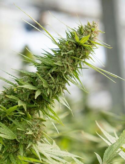 countries that lead in cannabis exports, and what are the challenges? 