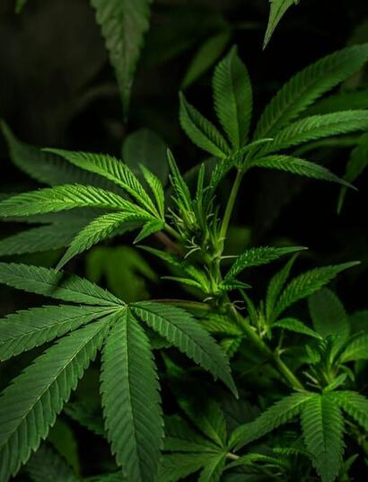 Legalization opponents group against marijuana reschedule