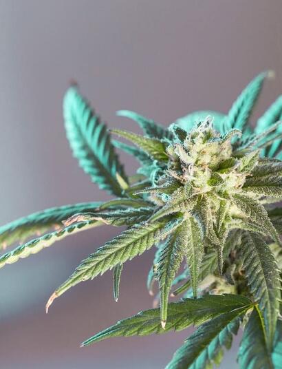 How rhizobacteria helps when growing cannabis plants? 