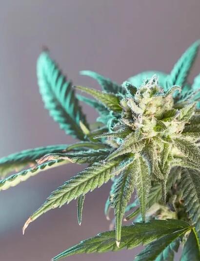 Warum sind Rhizobakterien gut für den Cannabisanbau?