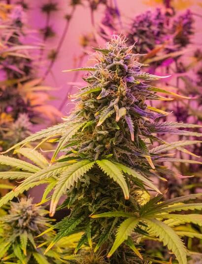 Understand how pH impacts nutrient availability in cannabis growing, and learn the correct methods to test and adjust pH in soil, coco, and hydro systems.