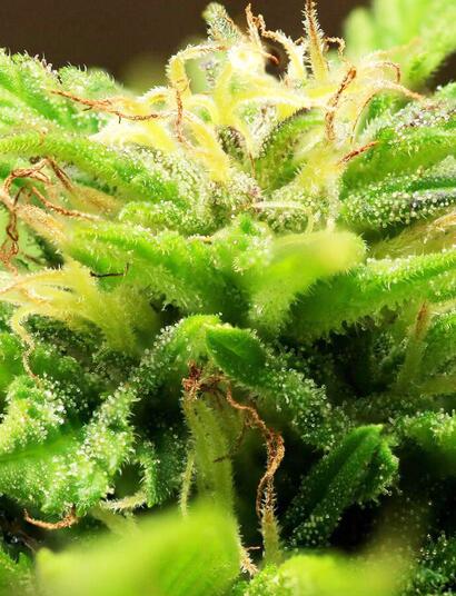 WietOliePuur – der CannaMedSocialClub