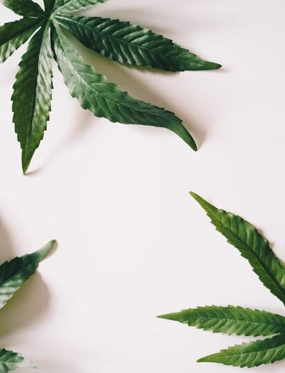 Is Thailand backing down on cannabis recriminalization?