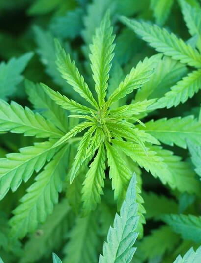 Donald Trump is thinking about reclassification of cannabis under the Controlled Substances Act, he told guests at a fundraising event, according to reports. 