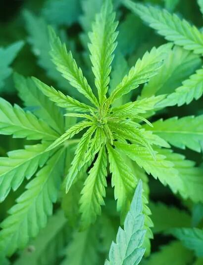 Donald Trump erwägt Marihuana als weniger gefährliche Droge einzustufen, indem er es als Substanz der Klasse III einstuft.