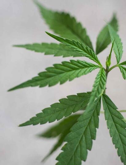 young cannabis plant. 