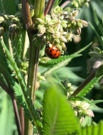 odrůdy konopí a jejich genetika