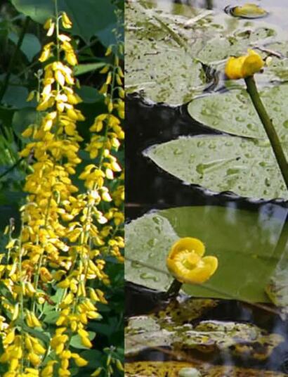 Entdecke psychoaktive Pflanzen wie Giftlattich und Besenginster. Wie  man das High mit heimischen Kräutern verfeinern kann.