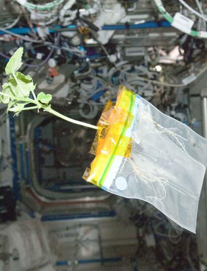 A zucchini plant, floating freely in the International Space Station's Destiny laboratory. 
