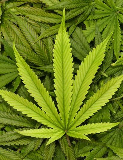 Zuid-Afrika legaliseert cannabis