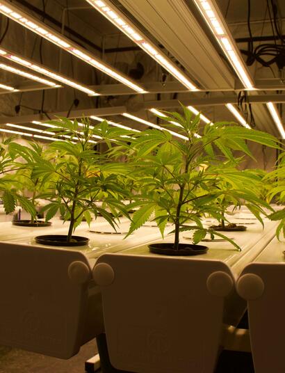 Aprovechar al máximo el cultivo hidropónico de interior