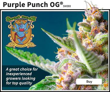 Sweet Seeds - Purple Pun OG